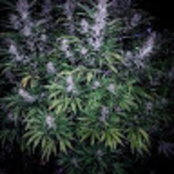 Meet your Posher, Randy - Picture 1 of 1